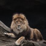 百獣の王ライオン
